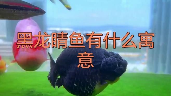黑龍睛魚有什么寓意，養黑龍睛風水意義悅逅君黑龍睛風水意義悅逅君黑龍睛魚