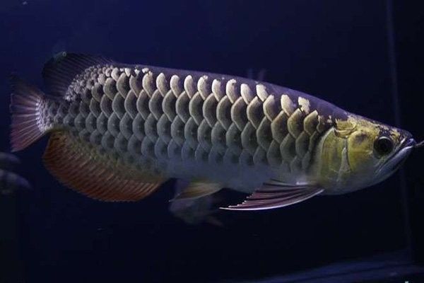 大悟龍魚的價格是多少？，大悟龍魚價格在每斤100元至300元人民幣之間