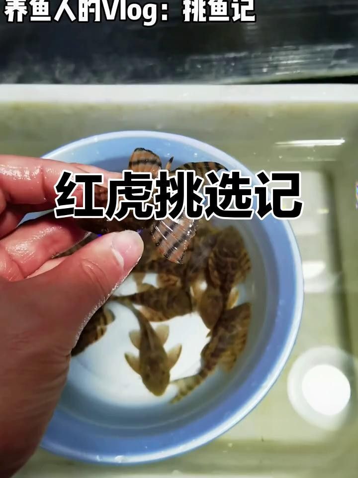 購買紅老虎魚的三個(gè)品牌，紅老虎魚品牌有哪些