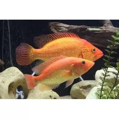 購買紅老虎魚的三個(gè)品牌，紅老虎魚品牌有哪些