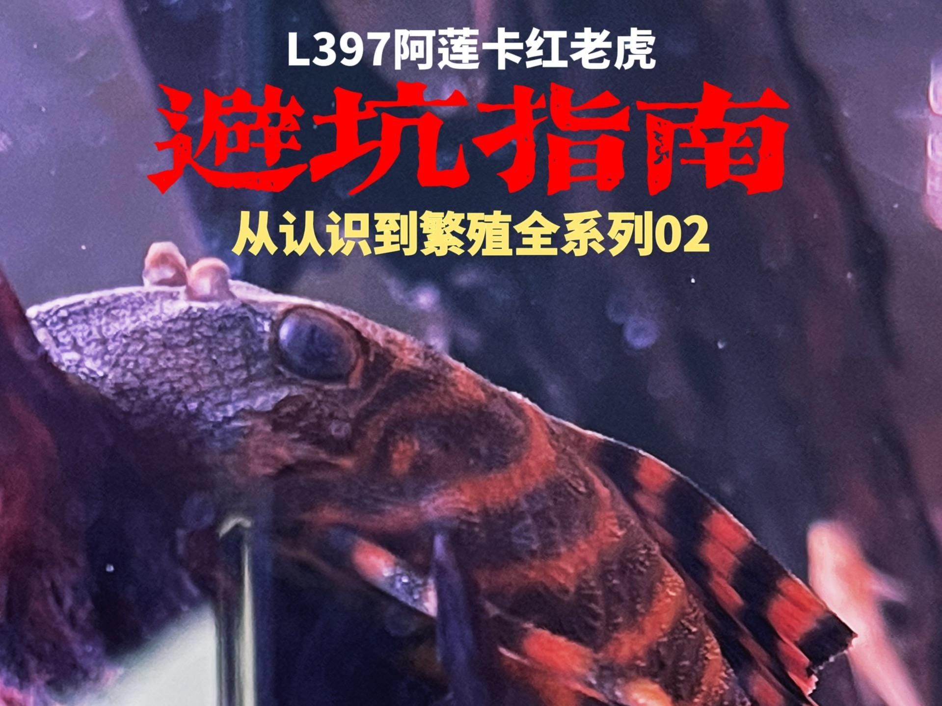 購買紅老虎魚的三個(gè)品牌，紅老虎魚品牌有哪些