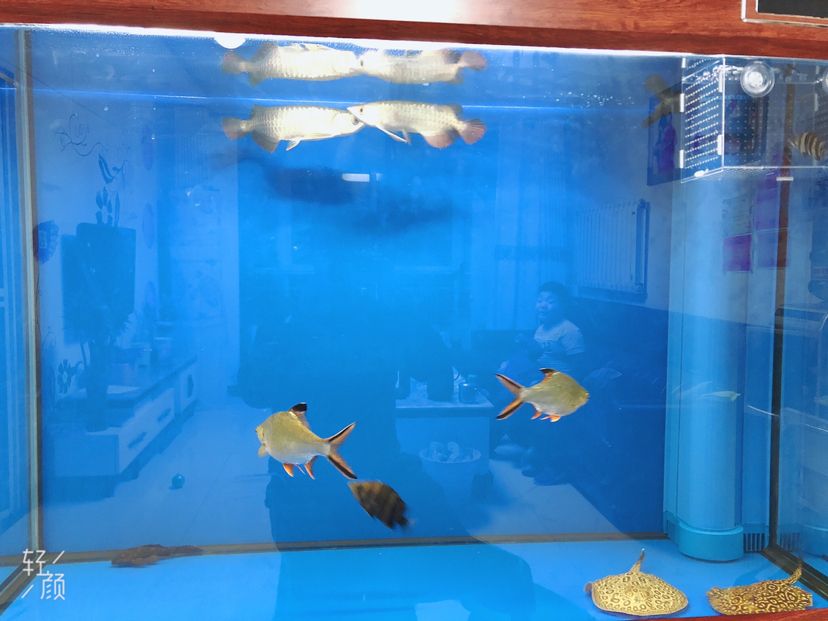 祥龍魚場有哪些專用飼料系列？，祥龍魚場專用飼料系列解析，祥龍魚場飼料選購對照表