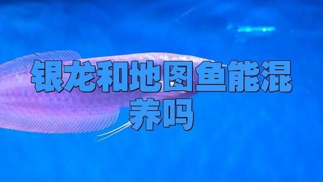 養(yǎng)銀龍魚的10大忠告：養(yǎng)銀龍魚的10大禁忌和注意事項，養(yǎng)銀龍魚的10大忠告