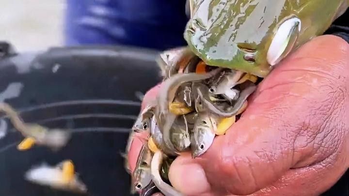 如何區分從化龍魚和鯧魚，從化龍魚和鯧魚區別全解析從化龍魚和鯧魚的區別