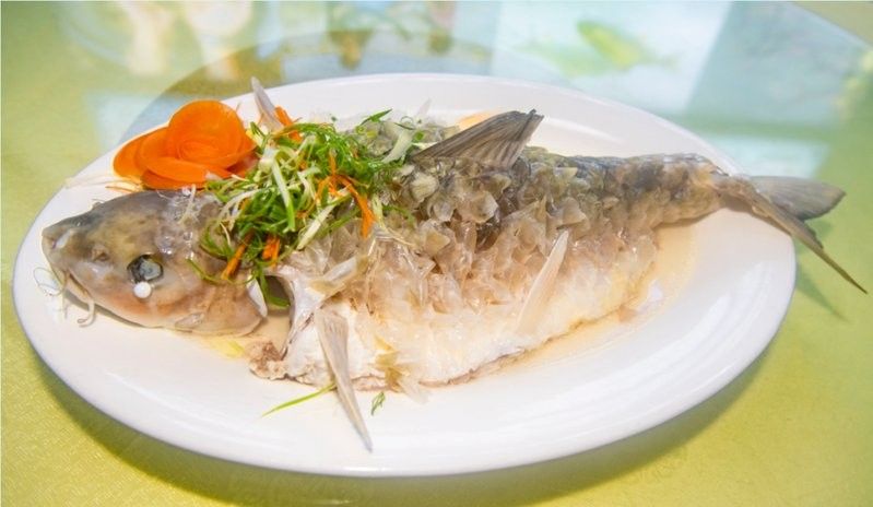 如何區分從化龍魚和鯧魚，從化龍魚和鯧魚區別全解析從化龍魚和鯧魚的區別
