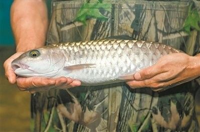 如何區分從化龍魚和鯧魚，從化龍魚和鯧魚區別全解析從化龍魚和鯧魚的區別