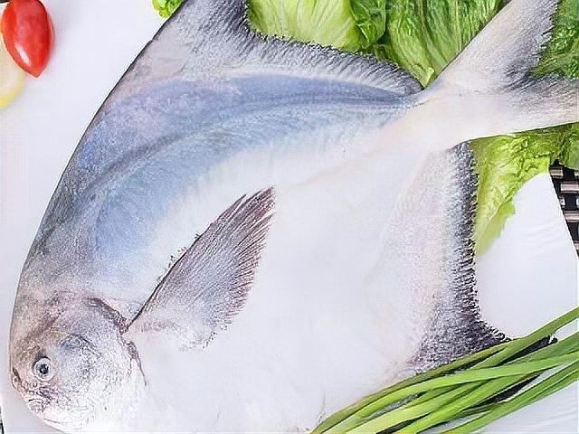 如何區分從化龍魚和鯧魚，從化龍魚和鯧魚區別全解析從化龍魚和鯧魚的區別
