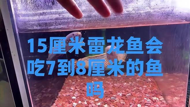 龍魚是否可以吃海里的小魚？，龍魚可以吃海里的小魚嗎龍魚可以吃海里的小魚嗎