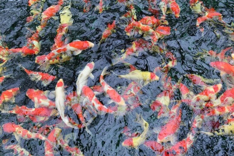 蘇州市吳江區龍魚養殖基地，吳江龍魚養殖技巧