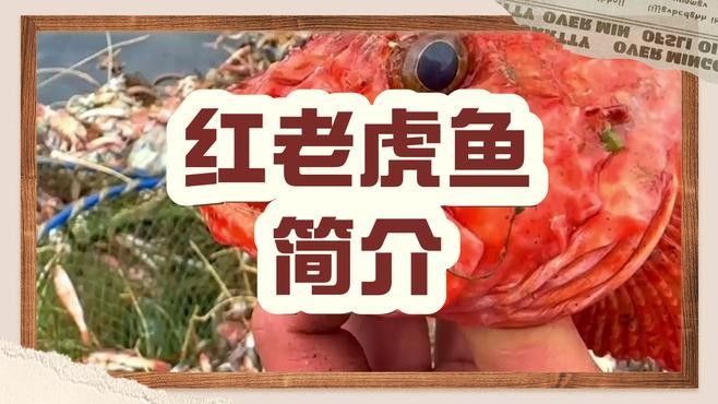 紅老虎魚簡介北游lumi聽紅老虎魚的價格是多少，紅老虎魚的相關圖片