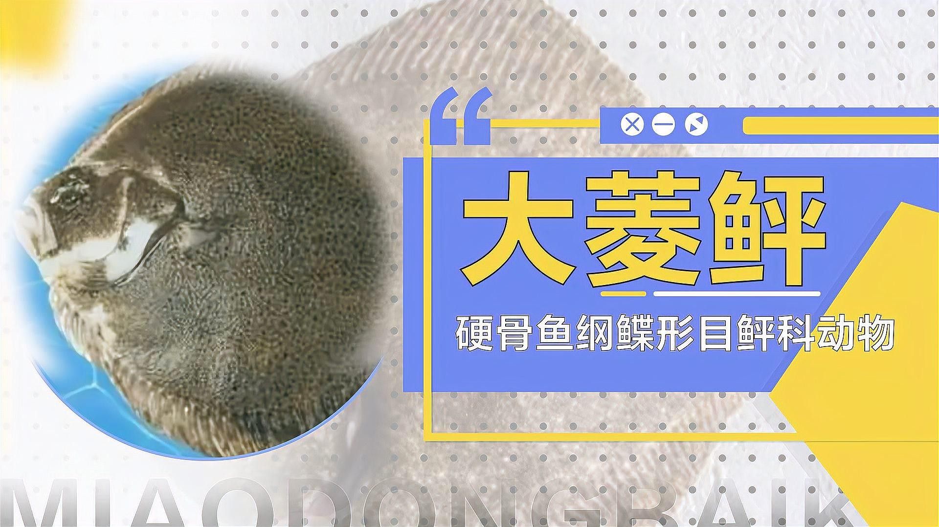 遼寧營口海鮮市場新鮮小魚大揭秘性價比超高的四種魚，營口有哪些特色海鮮？