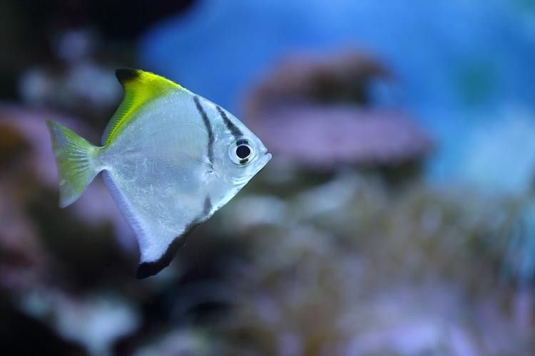 黃鰭鯧魚的壽命相對較長，黃鰭鯧魚的壽命有多長，黃鰭鯧魚的壽命有多長