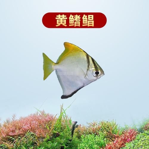 黃鰭鯧魚的壽命相對較長，黃鰭鯧魚的壽命有多長，黃鰭鯧魚的壽命有多長