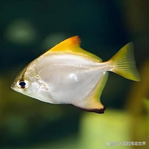 黃鰭鯧魚的壽命相對較長，黃鰭鯧魚的壽命有多長，黃鰭鯧魚的壽命有多長