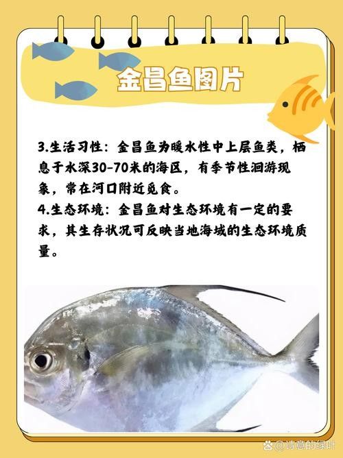 黃鰭鯧魚的壽命相對較長，黃鰭鯧魚的壽命有多長，黃鰭鯧魚的壽命有多長