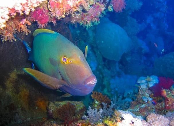 黃鰭鯧魚的壽命相對較長，黃鰭鯧魚的壽命有多長，黃鰭鯧魚的壽命有多長