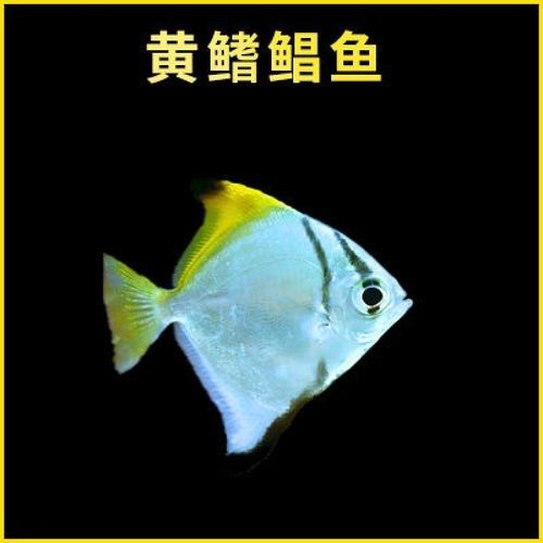 黃鰭鯧魚的壽命相對較長，黃鰭鯧魚的壽命有多長，黃鰭鯧魚的壽命有多長