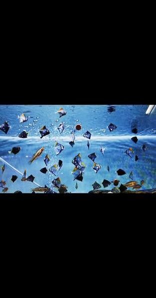 黃鰭鯧魚的壽命相對較長，黃鰭鯧魚的壽命有多長，黃鰭鯧魚的壽命有多長