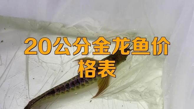 龍魚大概多少錢一條，金龍魚20厘米的價格因地區、商家和購買渠道的不同而有所差異