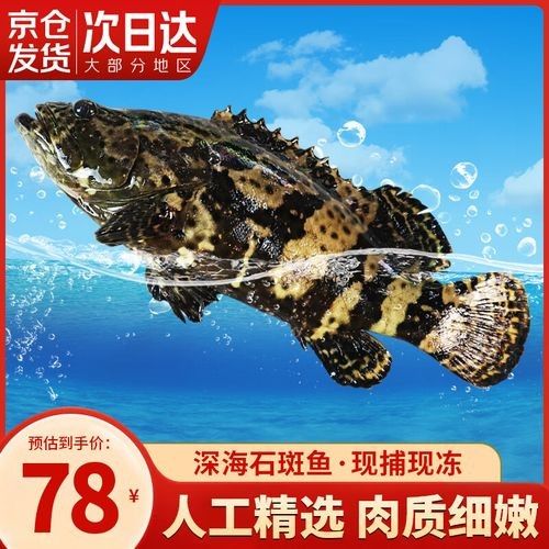 龍頓魚的價格是多少，龍躉魚多少錢一斤梁銀探50斤龍躉魚多少錢一斤梁銀探