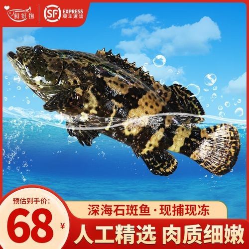 龍頓魚的價格是多少，龍躉魚多少錢一斤梁銀探50斤龍躉魚多少錢一斤梁銀探