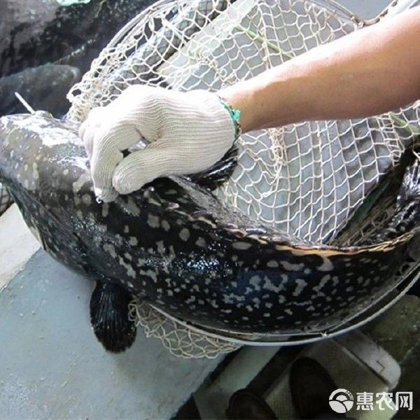 龍頓魚的價格是多少，龍躉魚多少錢一斤梁銀探50斤龍躉魚多少錢一斤梁銀探
