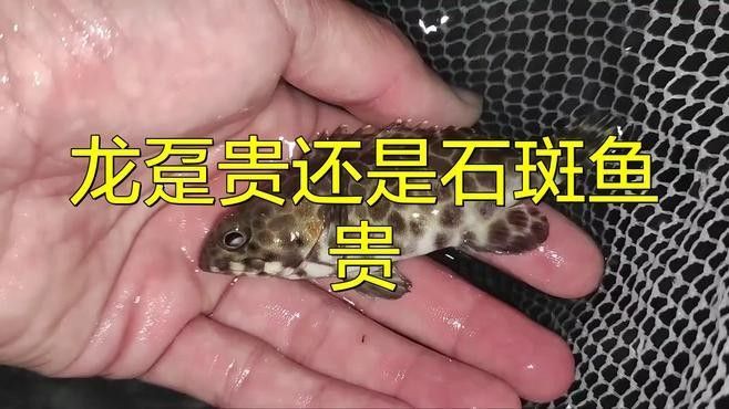 龍頓魚的價格是多少，龍躉魚多少錢一斤梁銀探50斤龍躉魚多少錢一斤梁銀探
