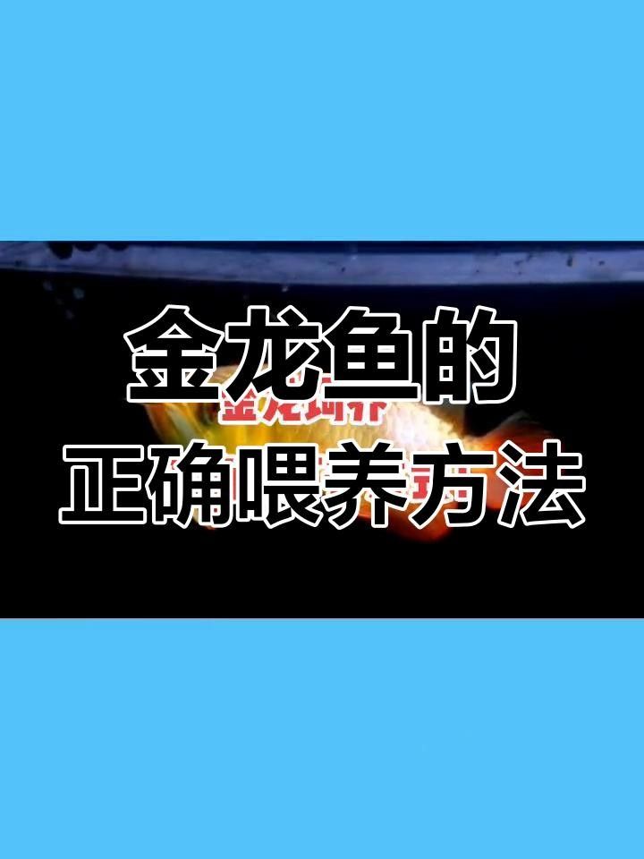四子王旗金龍魚(yú)飼養(yǎng)方法及注意事項(xiàng)，四子王旗金龍魚(yú)養(yǎng)殖方法及注意事項(xiàng)