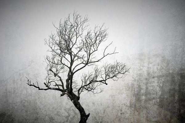 龍魚死亡的原因有哪些，養殖龍魚的注意事項