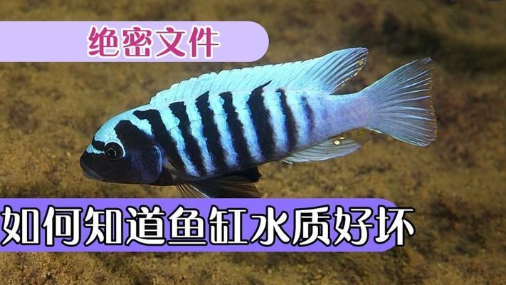 白底透缸是否適合養紅龍魚，白底透缸是養紅龍魚的一個選擇嗎？