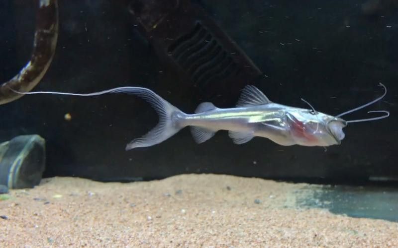月光鴨嘴圖片，世界十大最兇猛淡水魚，我國特有剛滅絕(科小玩家，月光鴨嘴圖片欣賞
