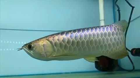 祥龍魚場廣州龍魚批發市場，廣州龍魚祥龍魚場