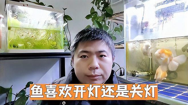熱帶魚晚上開燈好還是不開燈好您家犬君已上線，養魚開燈好還是不開燈好