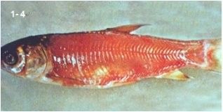 委內瑞拉紅勾丁魚的疾病防治，委內瑞拉紅勾丁魚常見的八大疾病與治療方法輕松應對