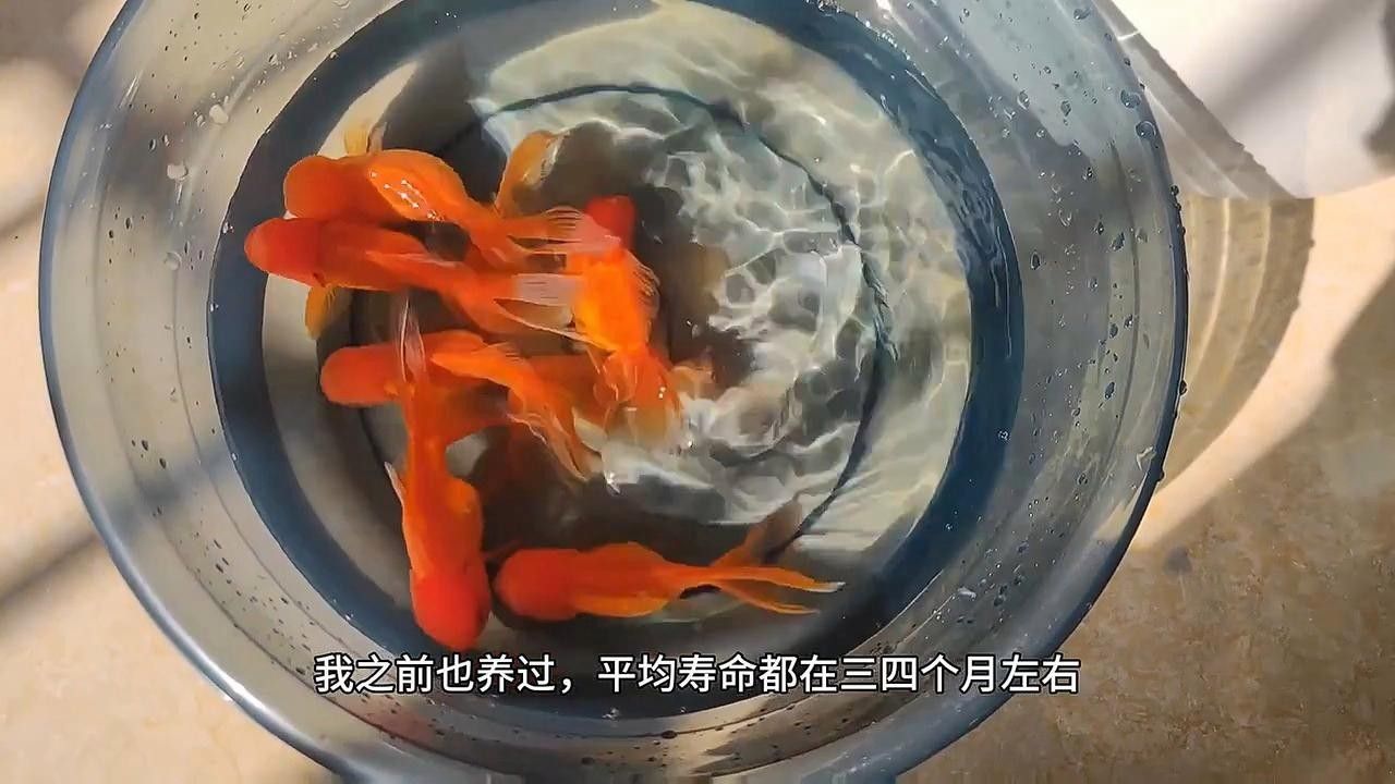 河北品嘗正宗美食必點這6道佳肴無一不是“冀菜之精髓”，來河北品嘗正宗美食必點這6道佳肴