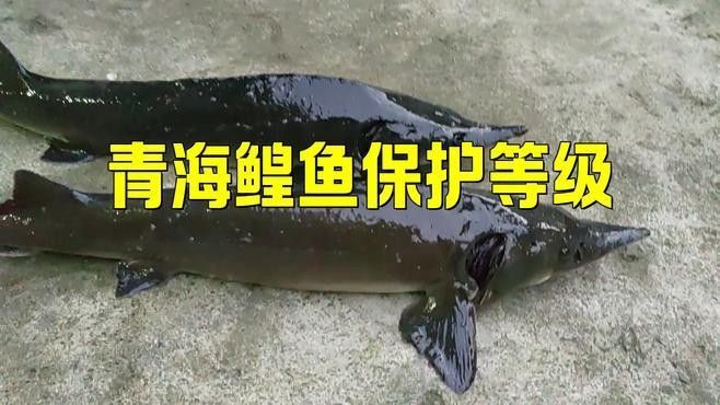 龍魚，又稱為青海湖裸鯉，是青海湖生態(tài)系統(tǒng)的核心物種，20-30公分龍魚飼養(yǎng)技巧與注意事項