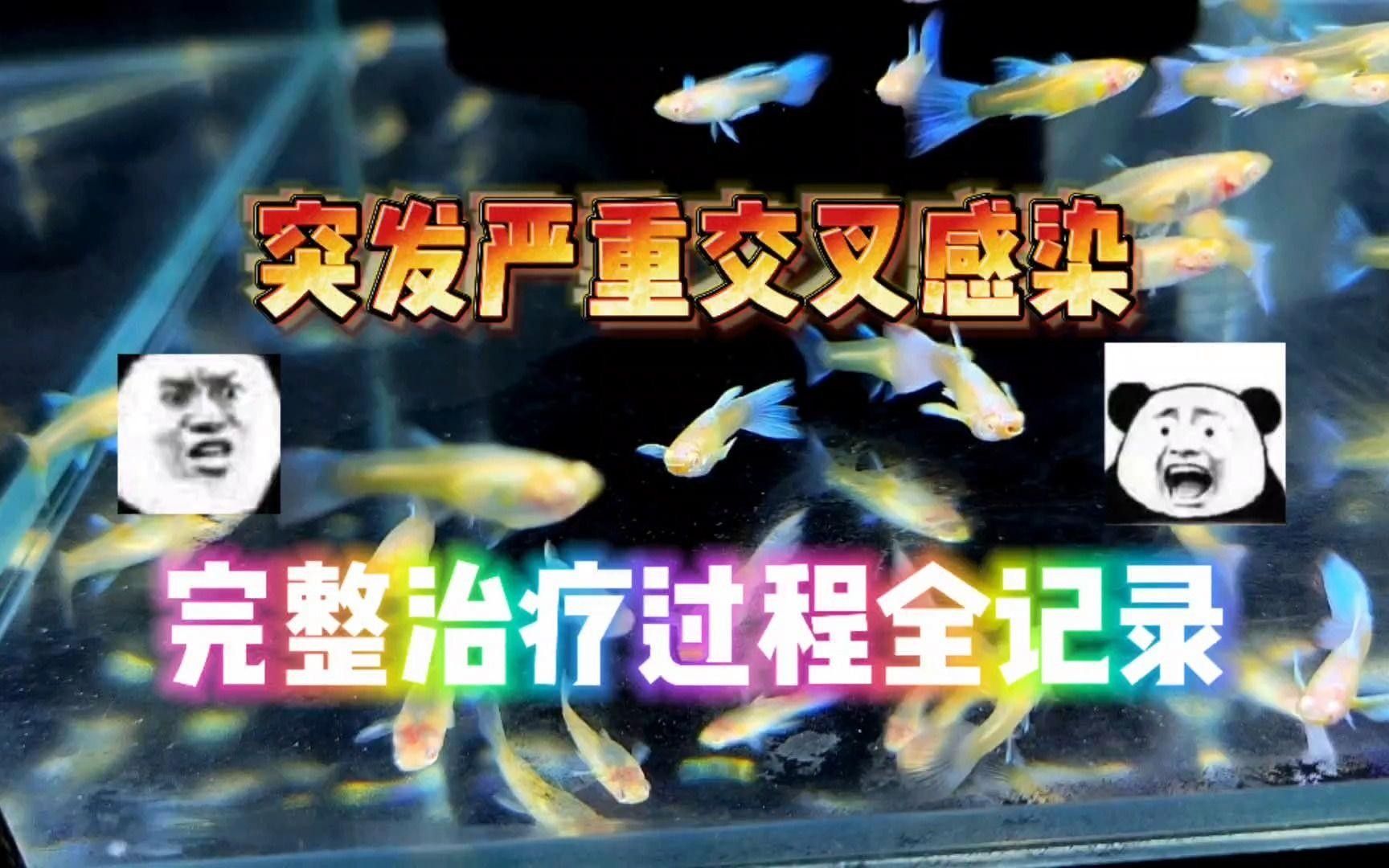 孔雀魚交叉感染了怎么辦本期完整解答嗶哩嗶哩嗶哩嗶哩嗶哩，什么是孔雀魚的交叉感染