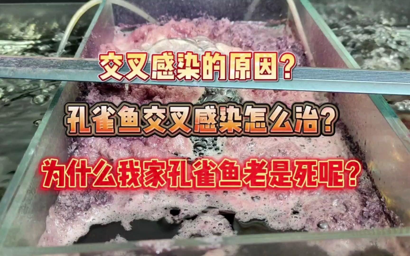 孔雀魚交叉感染了怎么辦本期完整解答嗶哩嗶哩嗶哩嗶哩嗶哩，什么是孔雀魚的交叉感染