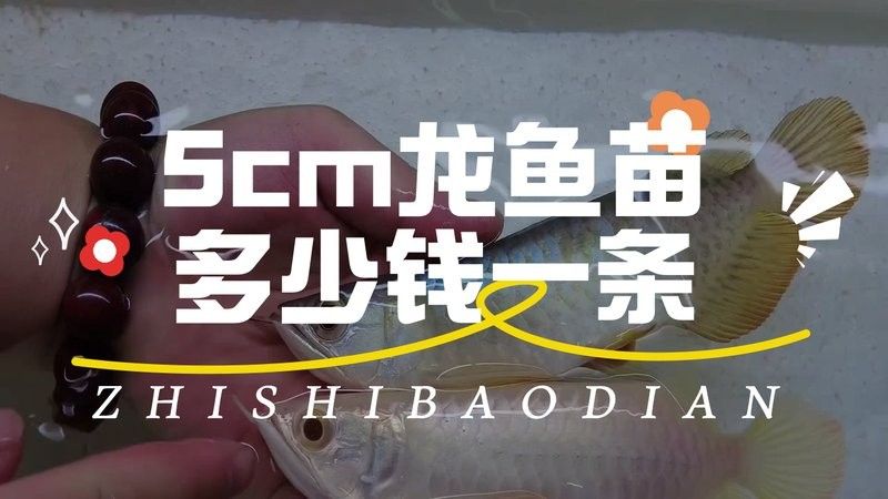 5cm龍魚苗的價格因地區、季節和品質而異，5cm龍魚苗多少錢一只，怎么飼養