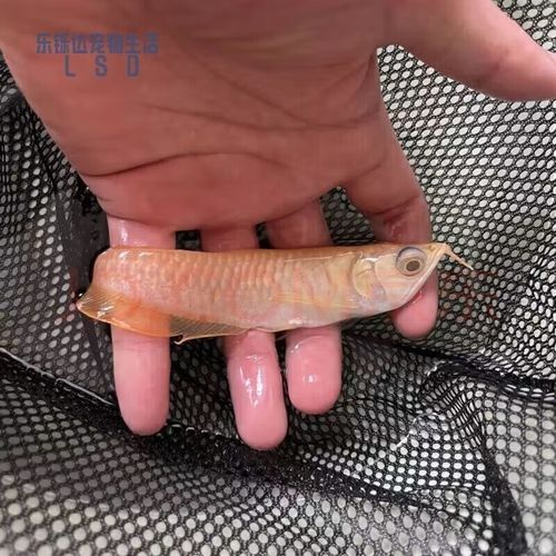 5cm龍魚苗的價(jià)格因地區(qū)、季節(jié)和品質(zhì)而異，5cm龍魚苗多少錢一只，怎么飼養(yǎng)