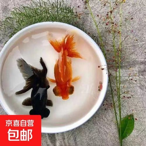 5cm龍魚苗的價格因地區、季節和品質而異，5cm龍魚苗多少錢一只，怎么飼養
