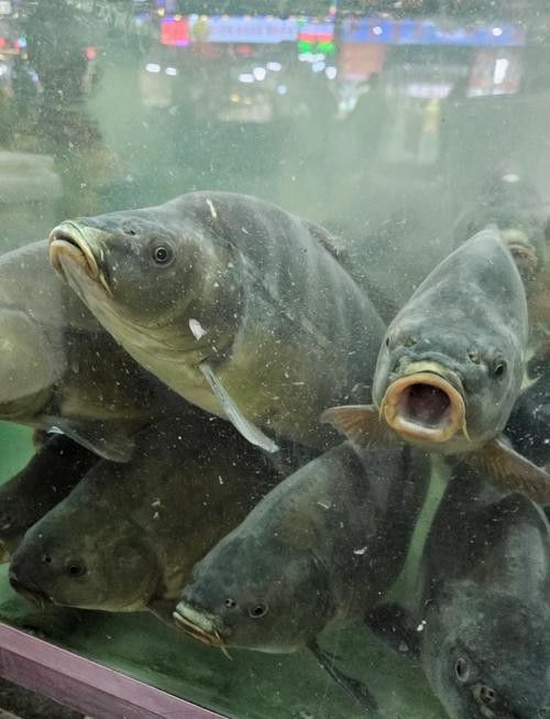 新疆布爾津龍魚的市場(chǎng)價(jià)格是多少？，布爾津龍魚的市場(chǎng)價(jià)格是多少？