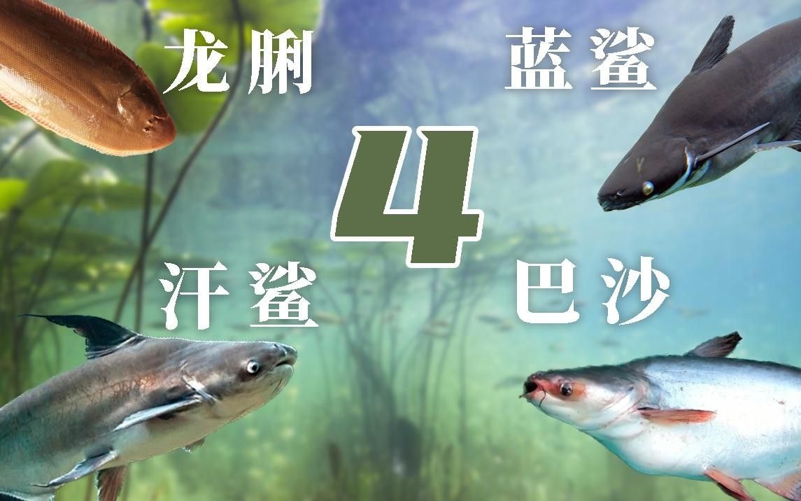 龍利魚（舌鰨）品種大揭秘，龍利魚和巴沙魚外觀差異大揭秘龍利魚和巴沙魚外觀差異大揭秘