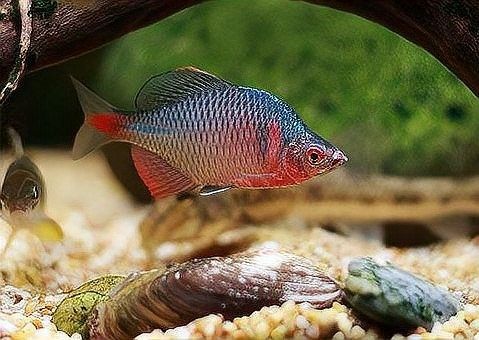 龍魚缸燈光的開啟與否取決于多種因素，龍魚缸燈光有害嗎，魚缸燈光的開啟與否取決于多種因素，龍魚缸燈光有害嗎