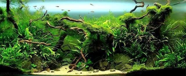 購買五彩金龍魚需要注意哪些因素？，五彩金龍魚價格是多少五彩金龍魚的價格是多少錢一條