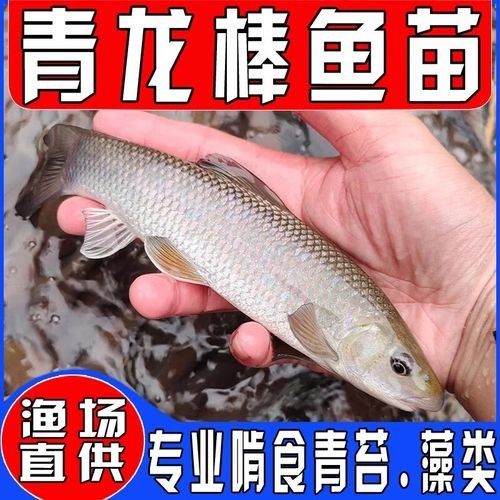青龍漁業(yè)有哪些特色魚種，延邊青龍漁業(yè)有哪些特色魚種