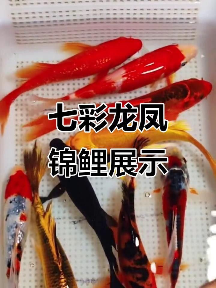 龍鳳錦鯉的飼養要點，龍鳳錦鯉為什么不建議養職霧卿聽養職霧卿聽