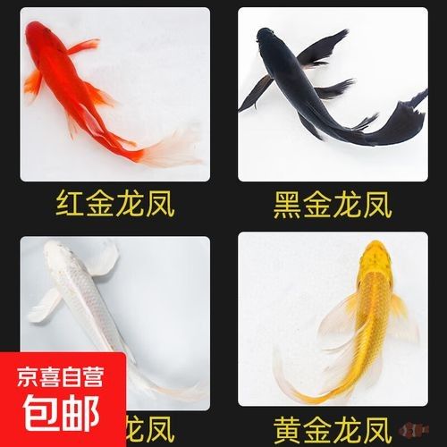 龍鳳錦鯉的飼養要點，龍鳳錦鯉為什么不建議養職霧卿聽養職霧卿聽