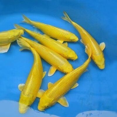 龍鳳錦鯉的飼養要點，龍鳳錦鯉為什么不建議養職霧卿聽養職霧卿聽