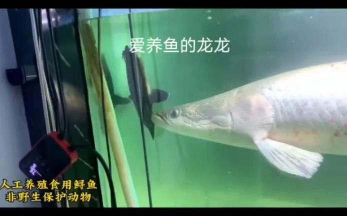 愛養魚的龍龍，，愛養魚的龍龍】新作上線嗶哩嗶哩嗶哩嗶哩嗶哩嗶哩